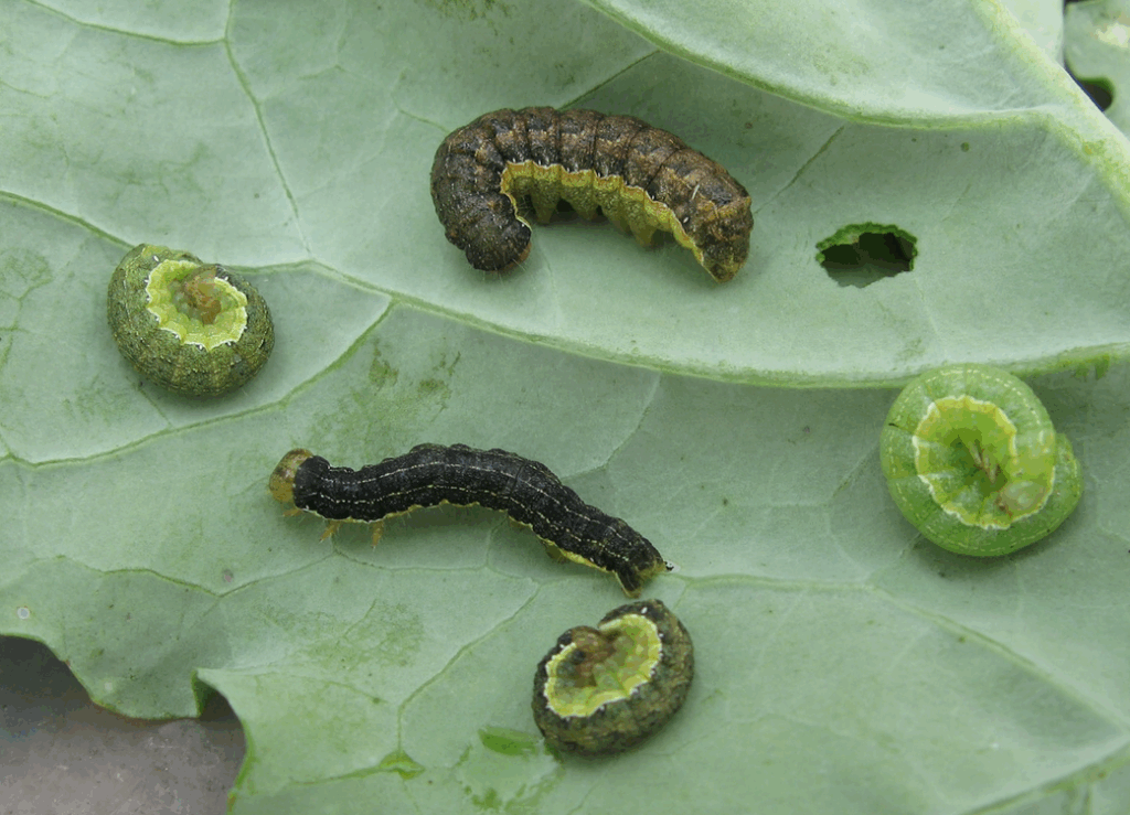 Bertha Armyworm Larvae