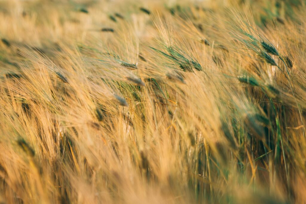 A vibrant close-up of a wheat field swaying in the summer breeze.