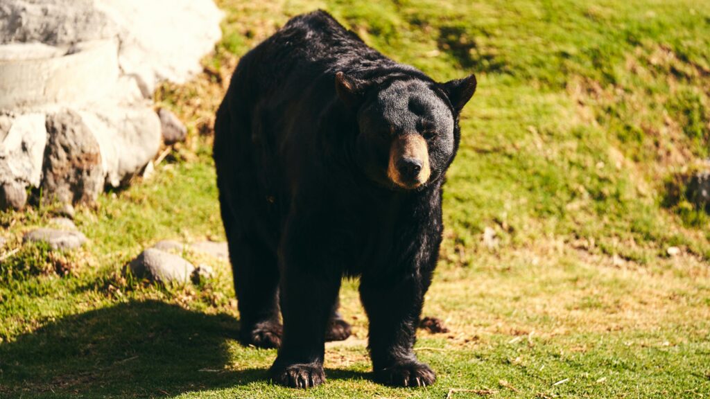 Close-up of a powerful black bear standing outdoors in the sunlight.
