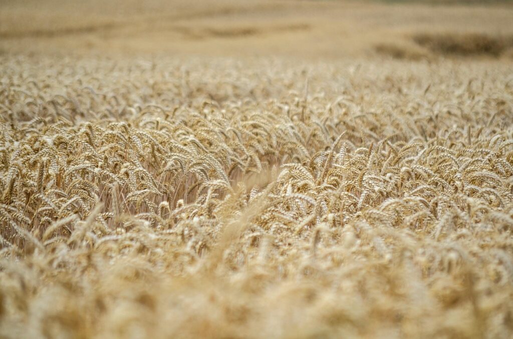 ears of corn, wheat, harvest, ripe, seeds, field, wheat, wheat, wheat, wheat, wheat, harvest, harvest, seeds