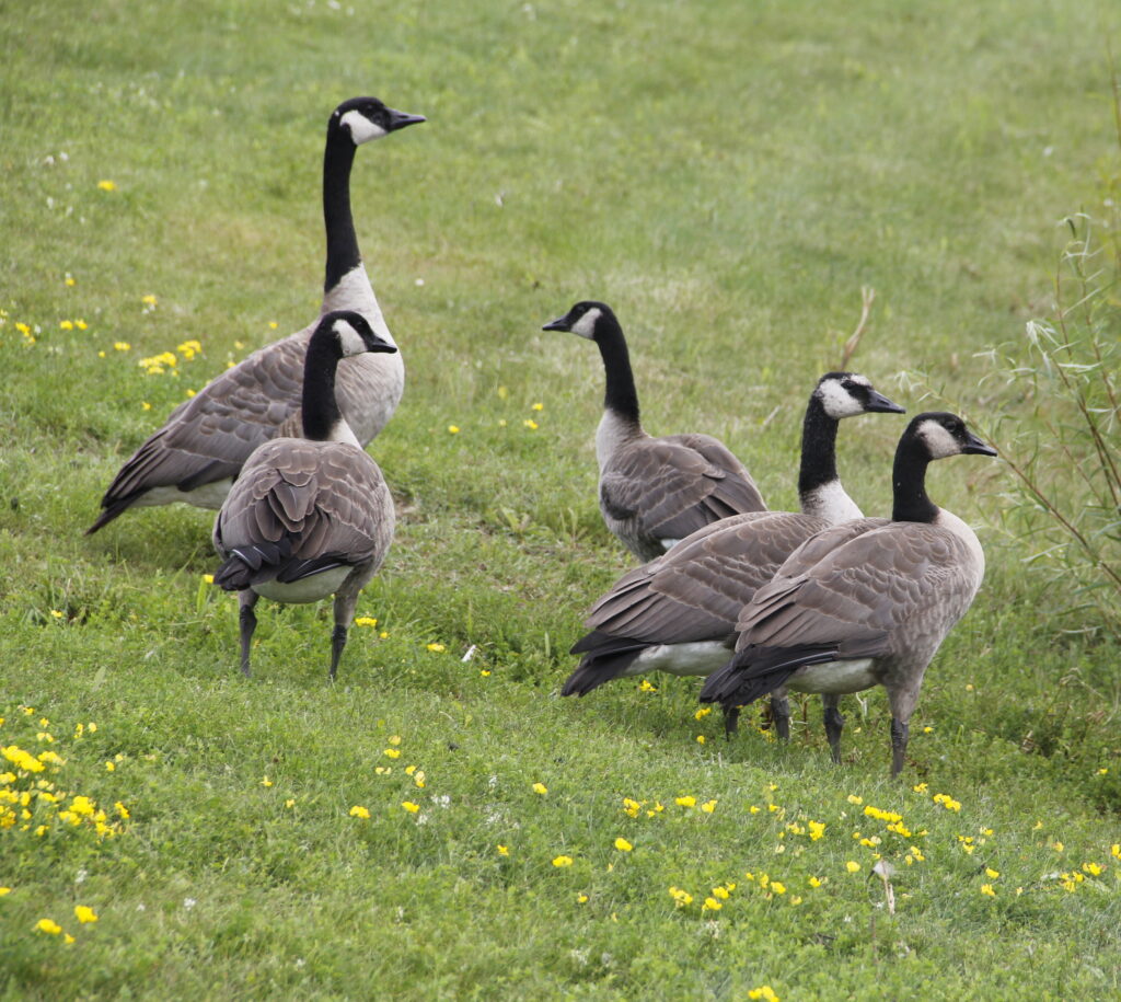 Canada Geese