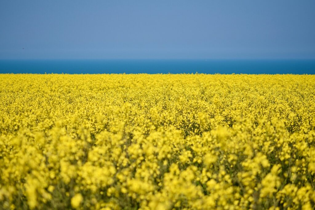 rapeseed, cultivated field, yellow flowers, rapeseed oil, cultivation, agriculture, harvest, flora, botanical, floral, rapeseed, yellow flowers, agriculture, harvest, harvest, floral, floral, floral, floral, floral